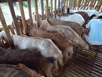 Various farm animals are raised on the farm including milking goats, cows, pigs, rabbits, chickens and horses.  